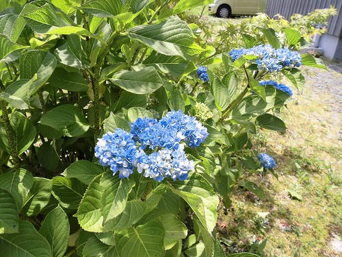 自然が多い土地。紫陽花が咲き始めていました。